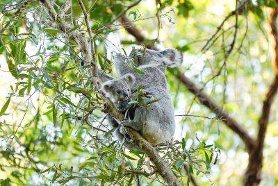 Photo credit: Ruth Huckstepp for Noosa Landcare